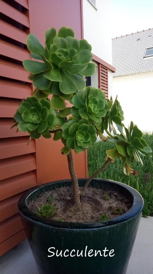 Epiphytes Et Succulentes Apartment Paimpol ภายนอก รูปภาพ